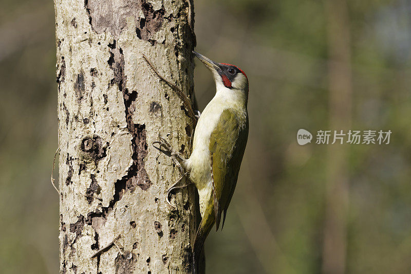 绿啄木鸟(Picus viridis)